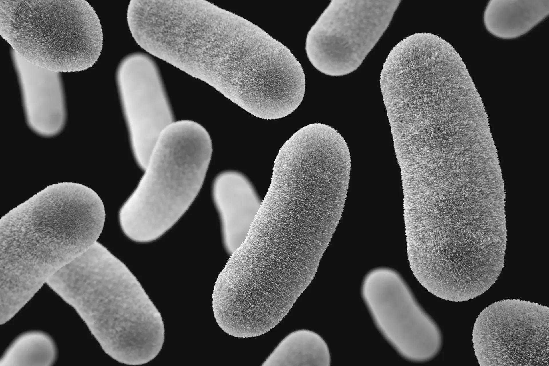 Yersinia enterocolitica